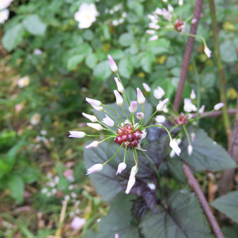 Witpaarse allium roseum