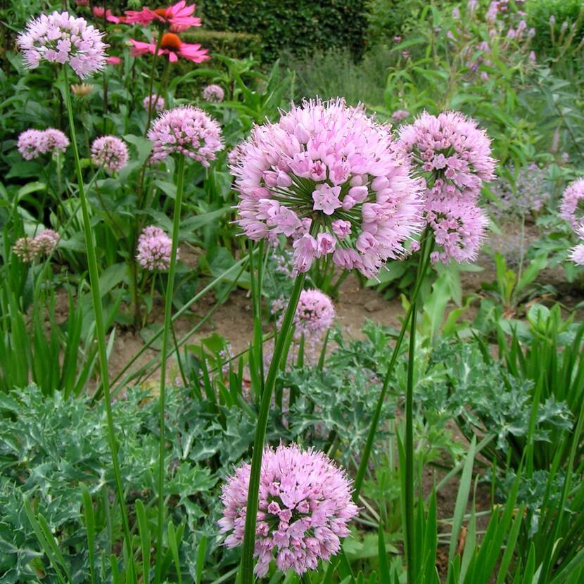 Lichtpaarse allium summerbeauty