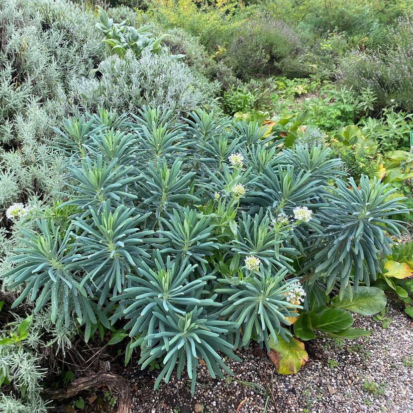 Groene euphorbia