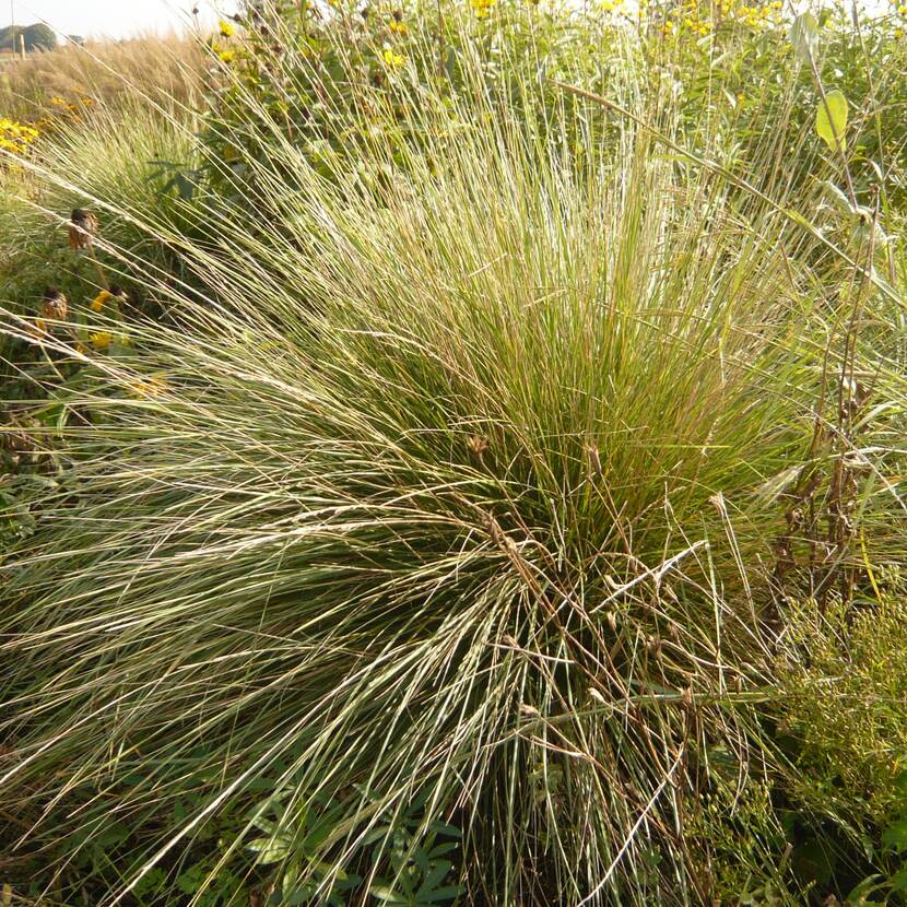 Groengele festuca