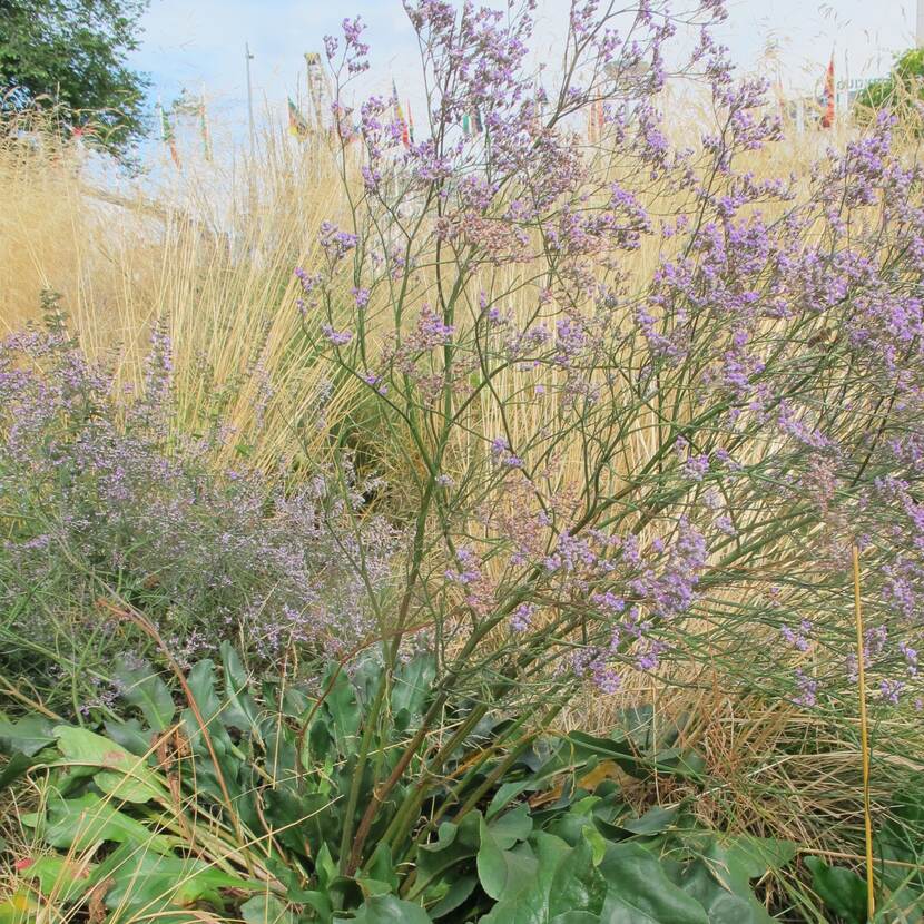 Lichtpaarse limonium