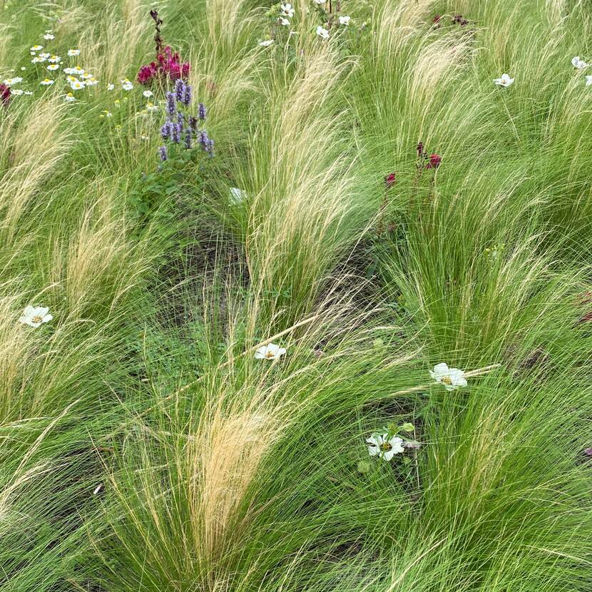 Groengele stipa